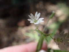 Pseudostellaria jamesiana