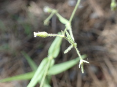 Pseudostellaria jamesiana