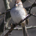 Rufous-winged Sparrow - Photo (c) Len Blumin, some rights reserved (CC BY-NC-ND)