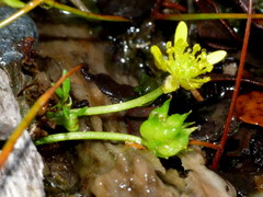 Ranunculus glabrifolius