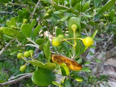 Jacquinia keyensis