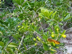 Jacquinia keyensis