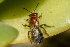 Augochloropsis tupacamaru