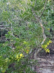 Jacquinia keyensis