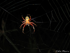 Araneus guttatus