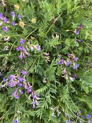 Astragalus bourgovii