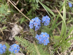 Myosotis asiatica