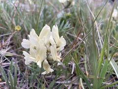 Oxytropis sericea