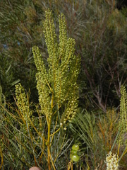 Grevillea stenobotrya