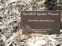 Grevillea stenobotrya