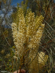 Grevillea stenobotrya