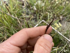 Carex myosuroides