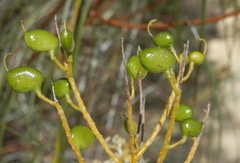 Grevillea stenobotrya