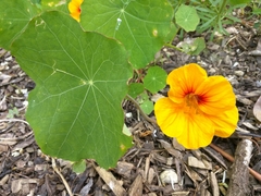 Tropaeolum majus