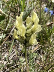 Oxytropis sericea