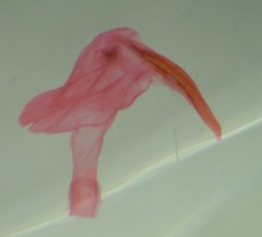 Eupithecia misturata