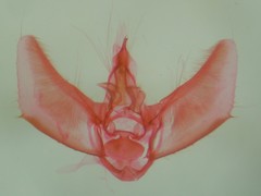 Eupithecia misturata