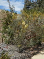 Grevillea stenobotrya