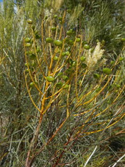 Grevillea stenobotrya