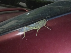 Anacridium aegyptium