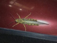 Anacridium aegyptium