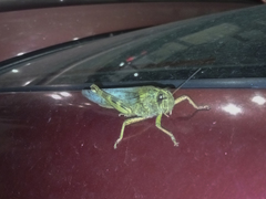 Anacridium aegyptium