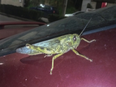 Anacridium aegyptium