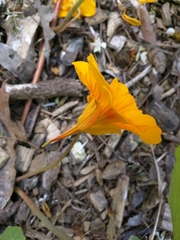 Tropaeolum majus