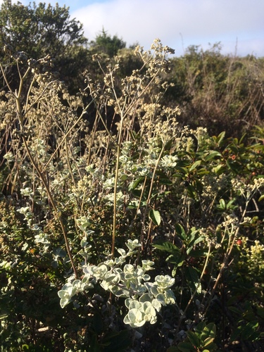 Helichrysum petiolare