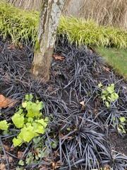 Ophiopogon planiscapus