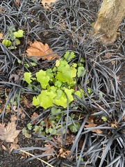 Ophiopogon planiscapus