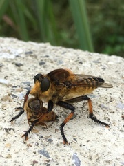 Promachus yesonicus