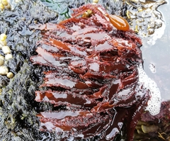 Blastophyllis calliblepharoides