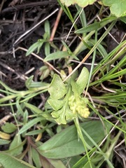 Botrychium neolunaria