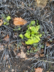Ophiopogon planiscapus