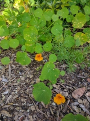 Tropaeolum majus