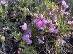 Astragalus vexilliflexus