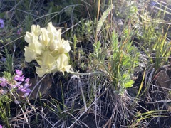 Oxytropis sericea