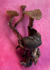 Ciborinia camelliae