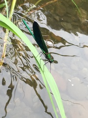 Calopteryx japonica