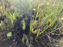 Veronica wyomingensis