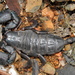 Rock Docile Scorpion - Photo (c) Peter Vos, some rights reserved (CC BY-NC), uploaded by Peter Vos