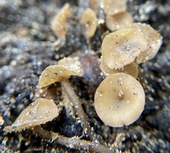 Ciborinia camelliae