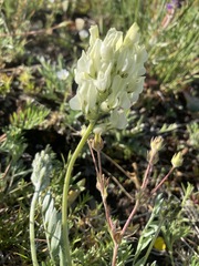 Oxytropis sericea