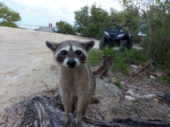 Procyon pygmaeus