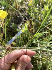 Carex phaeocephala