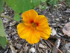 Tropaeolum majus