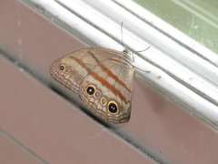 Megeuptychia antonoe