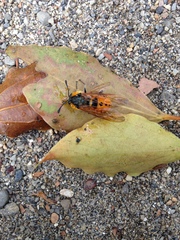 Cimbicidae