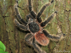 Lasiodora